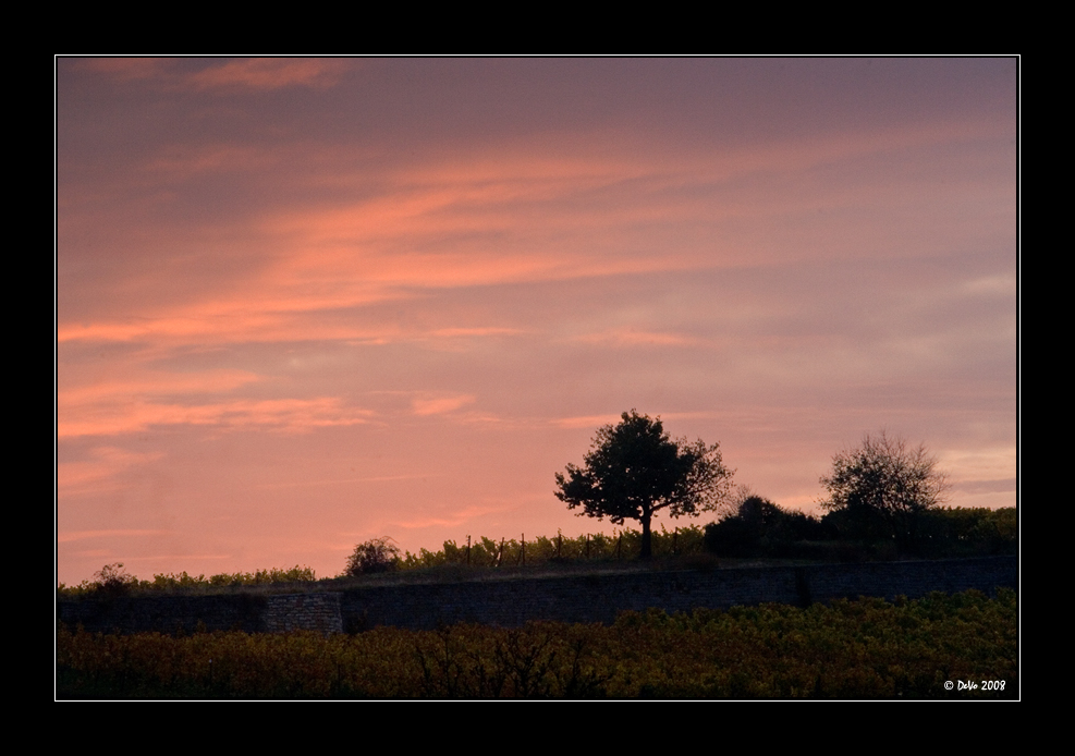 Pink Vinyard