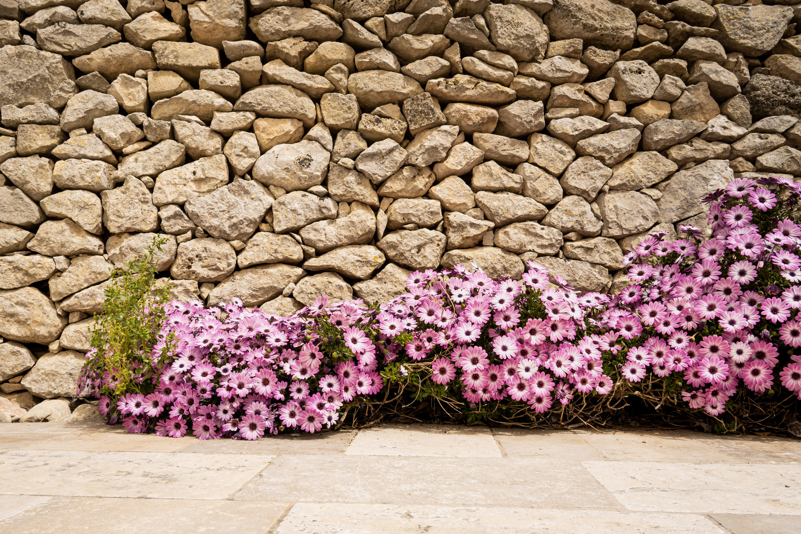 **pink wall**