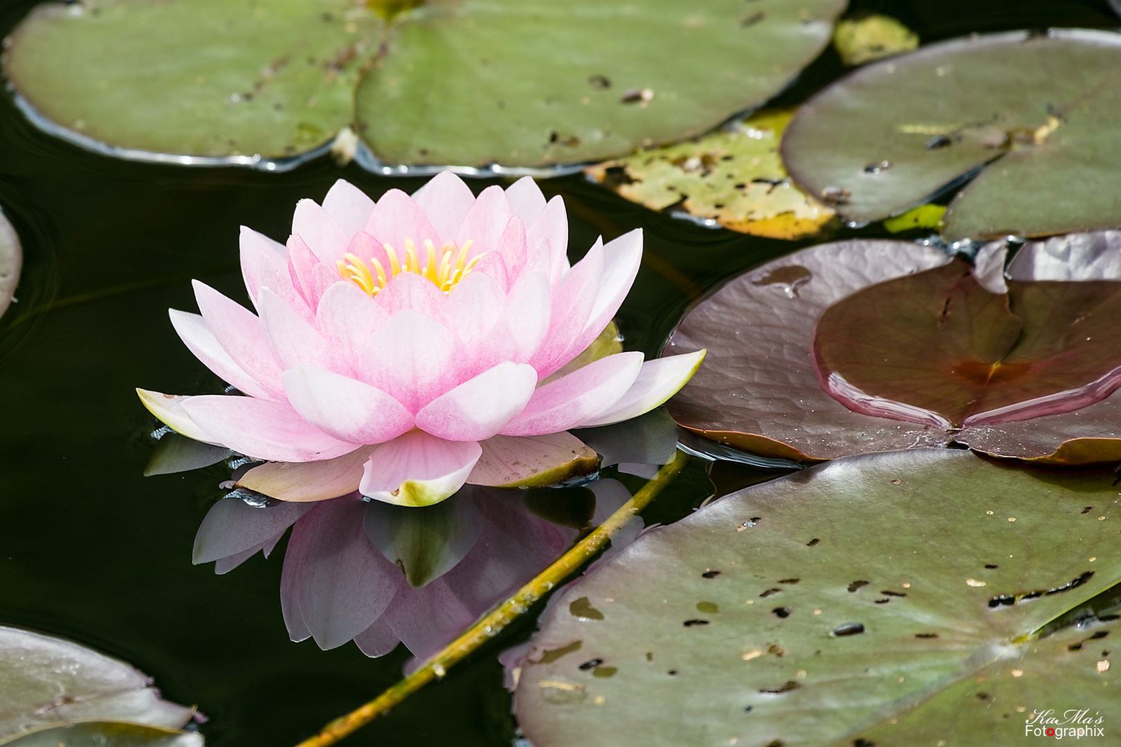 Pink Water Lily