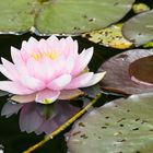 Pink Water Lily