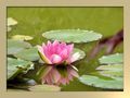 Water lilies