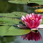 pink water lily