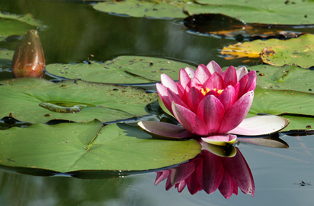 pink water lily