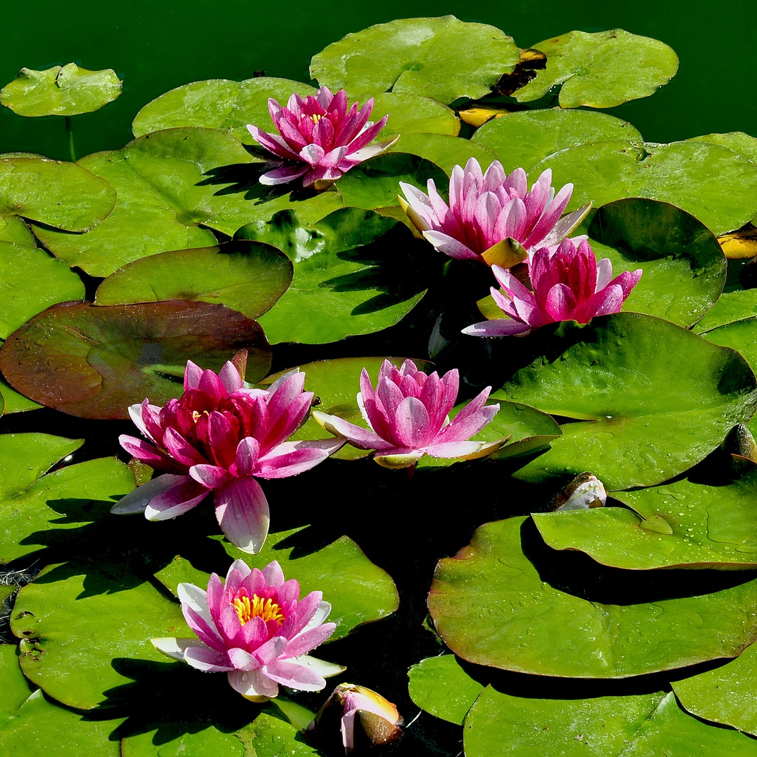 Pink Waterlilies on Green