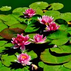 Pink Waterlilies on Green