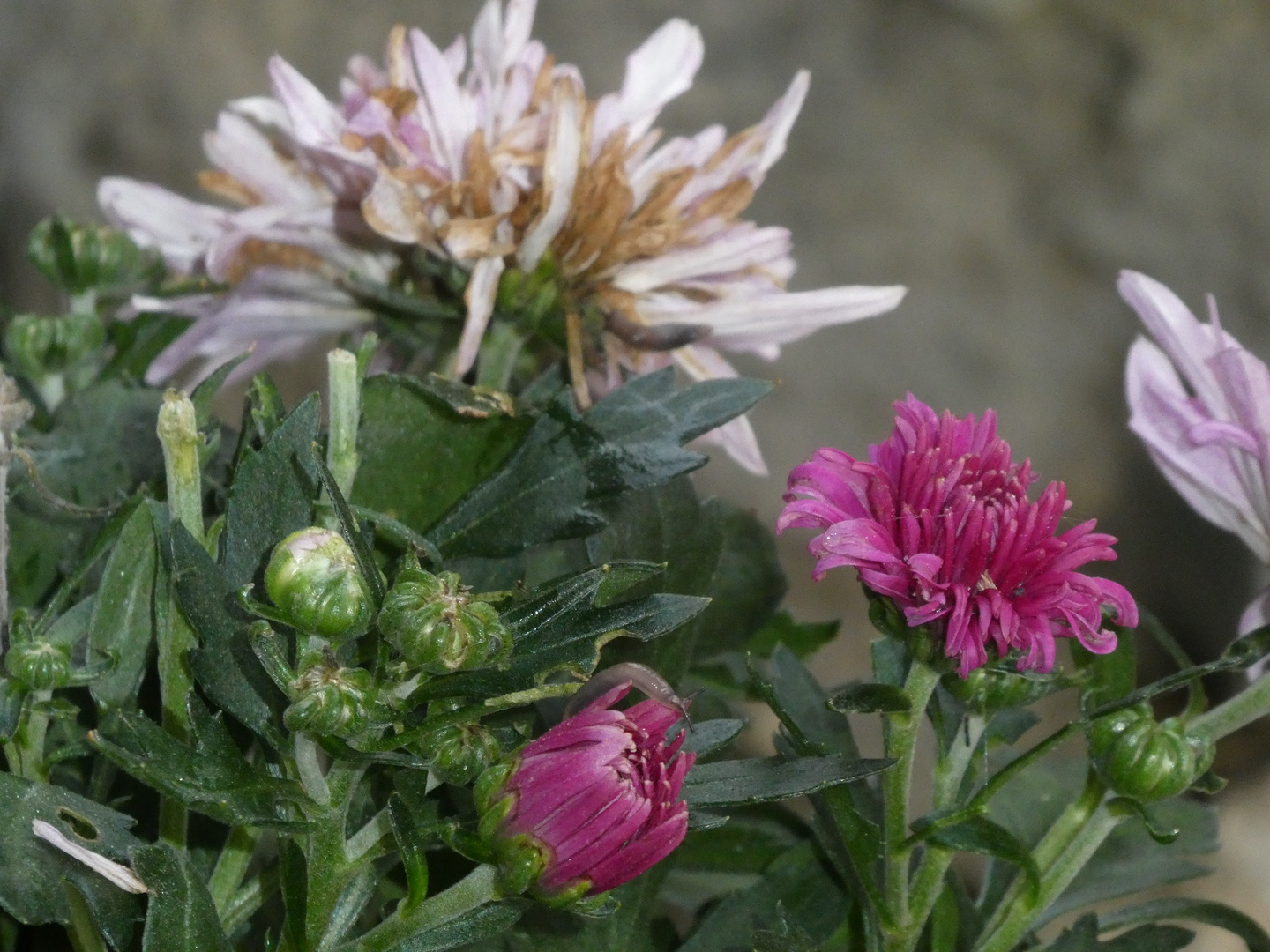 Pink - weiss mit Knospen