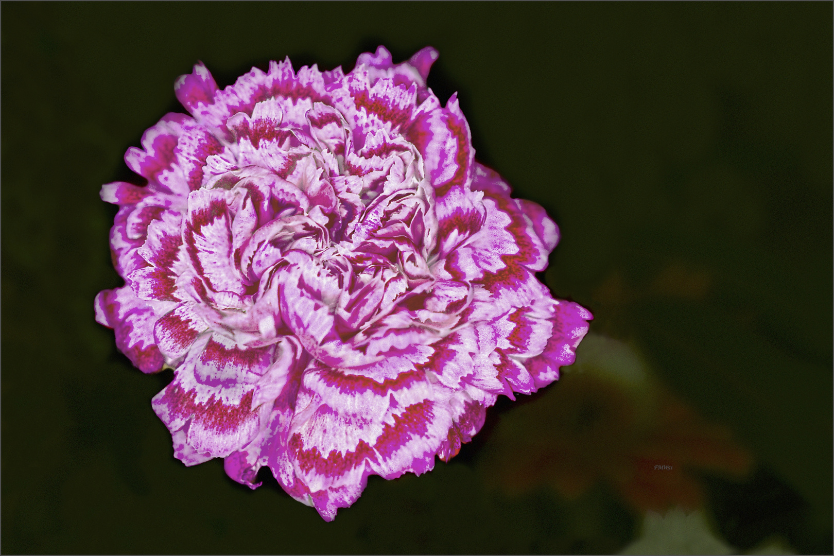 Pink-white Carnation