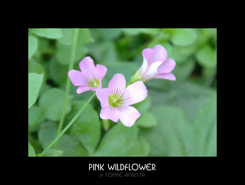 Pink Wildflower