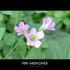 Pink Wildflower