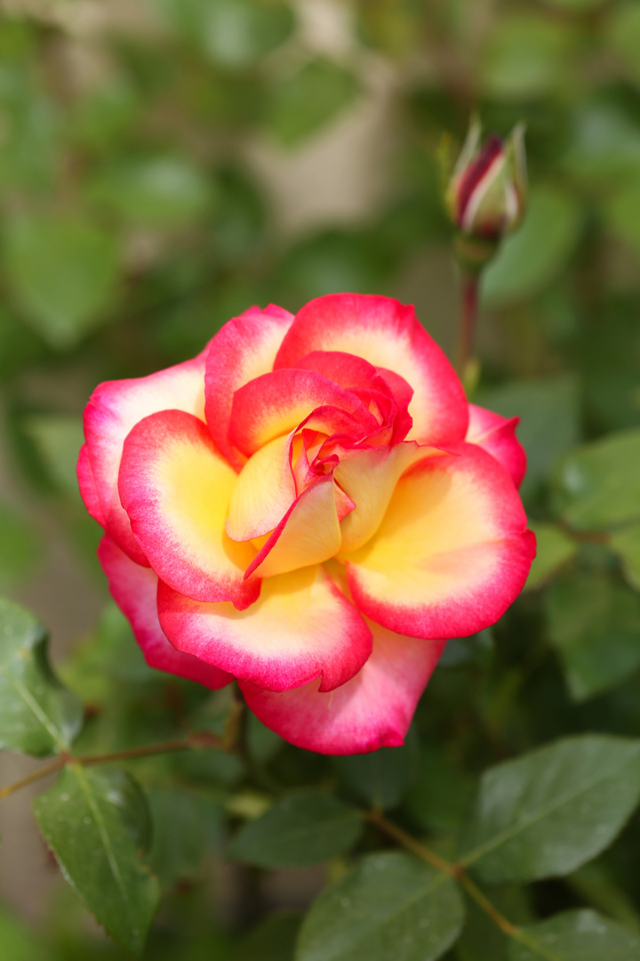 Pink Yellow Rose