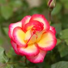 Pink Yellow Rose