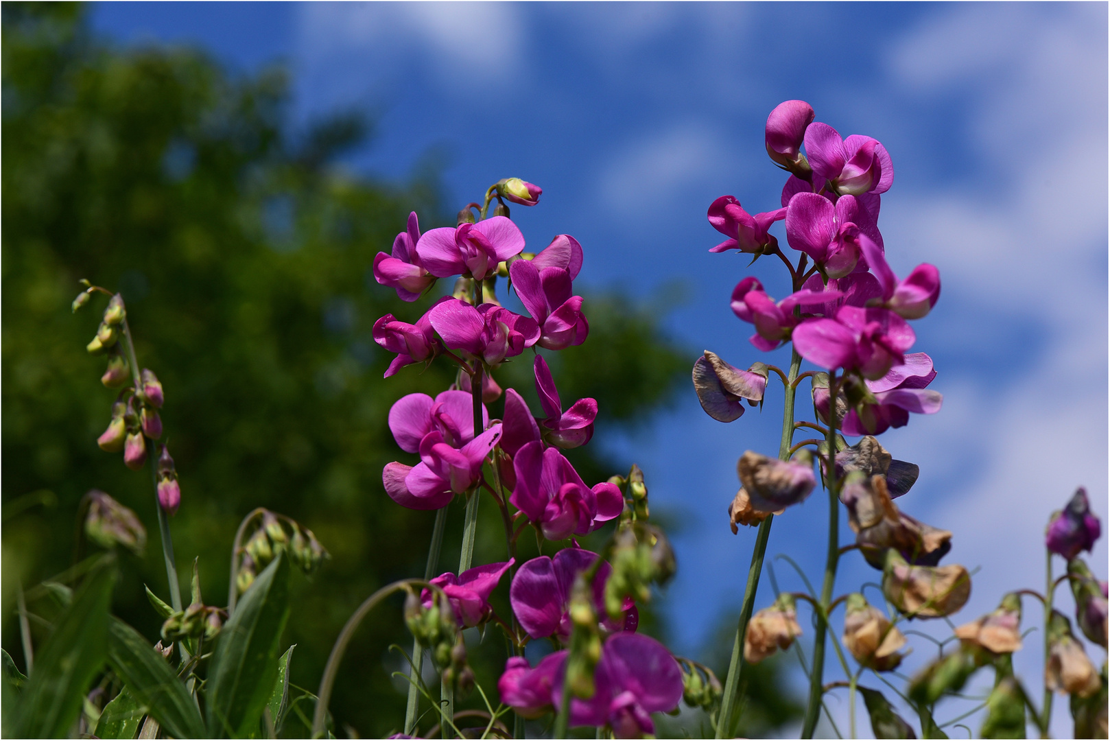 Pink zum Mittwoch