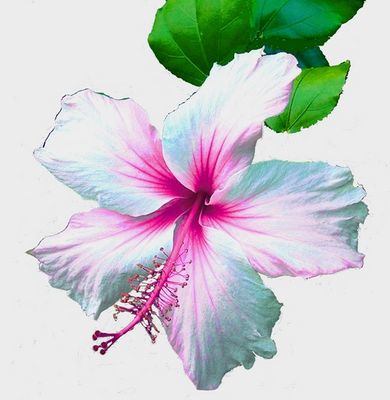 Pink/Blue Hibiscus