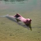 Pinkdelphin auf Sentosa Island