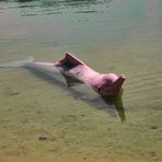 Pinkdelphin auf Sentosa Island