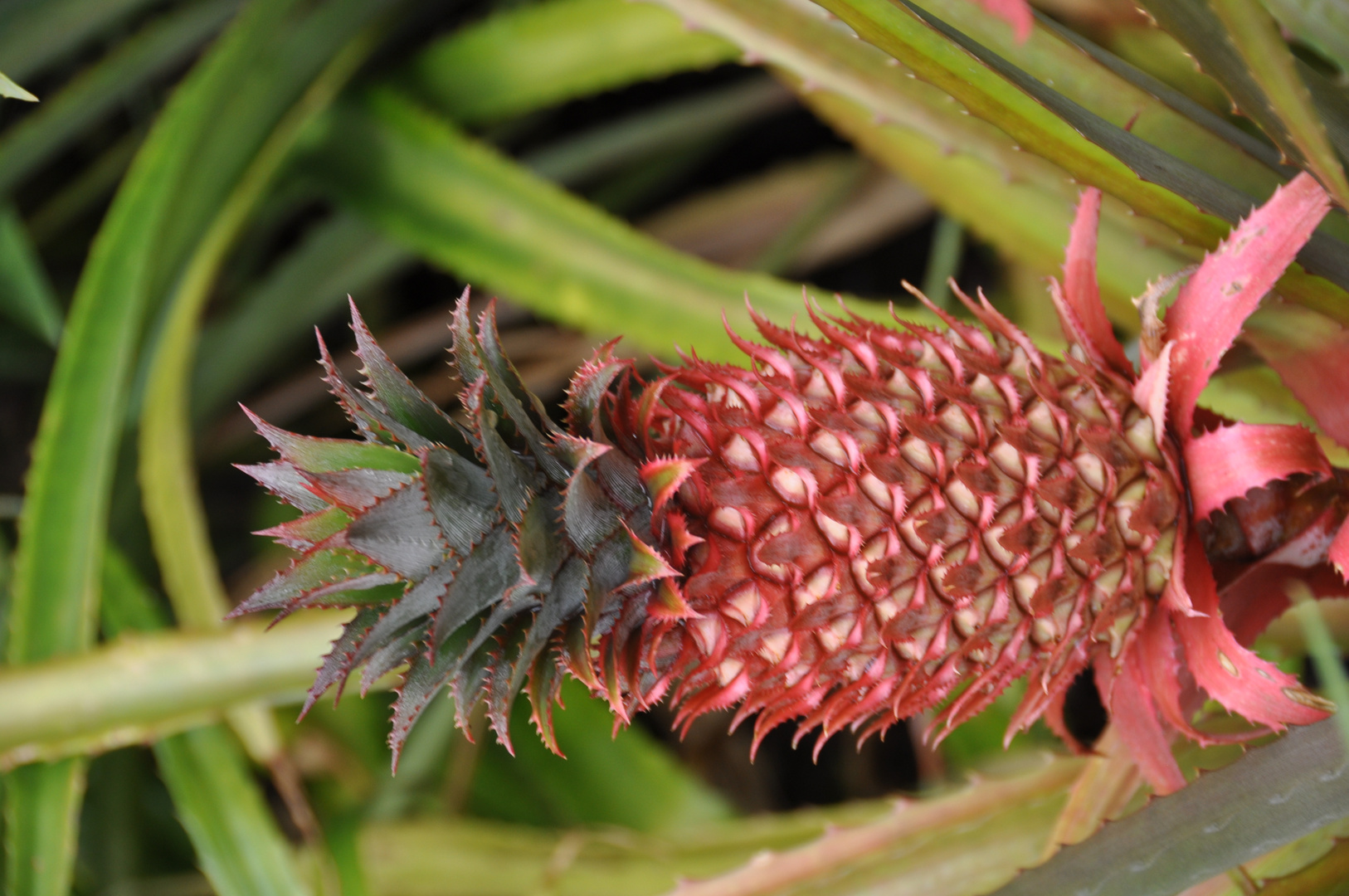 Pinke Ananas