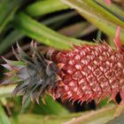 Pinke Ananas