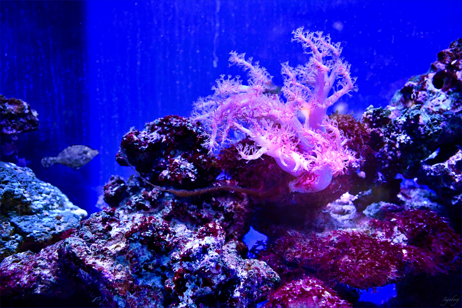 # Pinke Aquarienschönheit    #