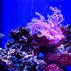 # Pinke Aquarienschönheit    #