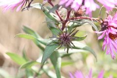 Pinke Aster