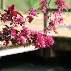 Pinke Baumblüten am See