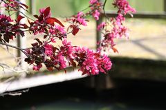 Pinke Baumblüten am See