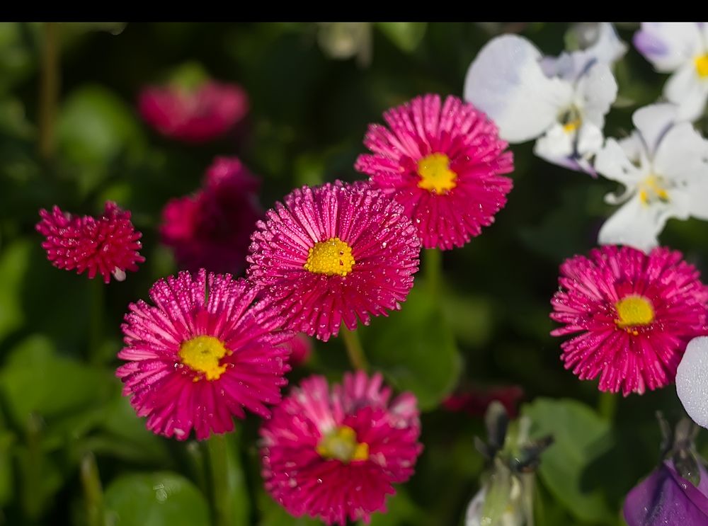 Pinke Bellis Foto & Bild pflanzen, pilze & flechten, blüten