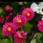 Pinke Bellis