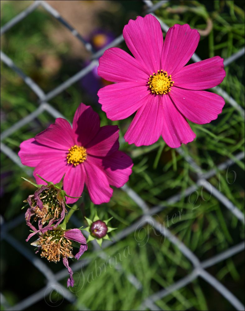 Pinke Blümchen...