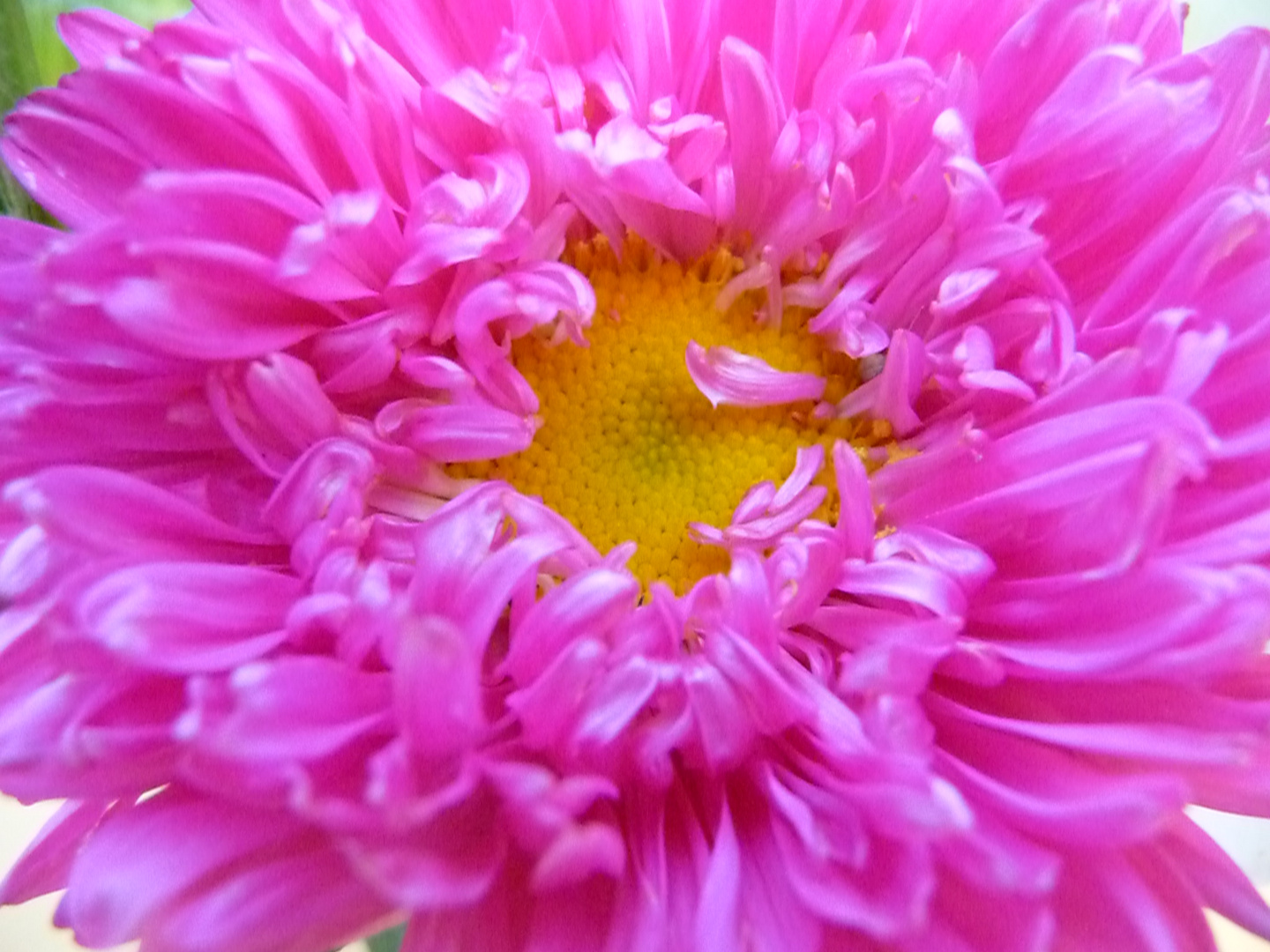 Pinke Blüte