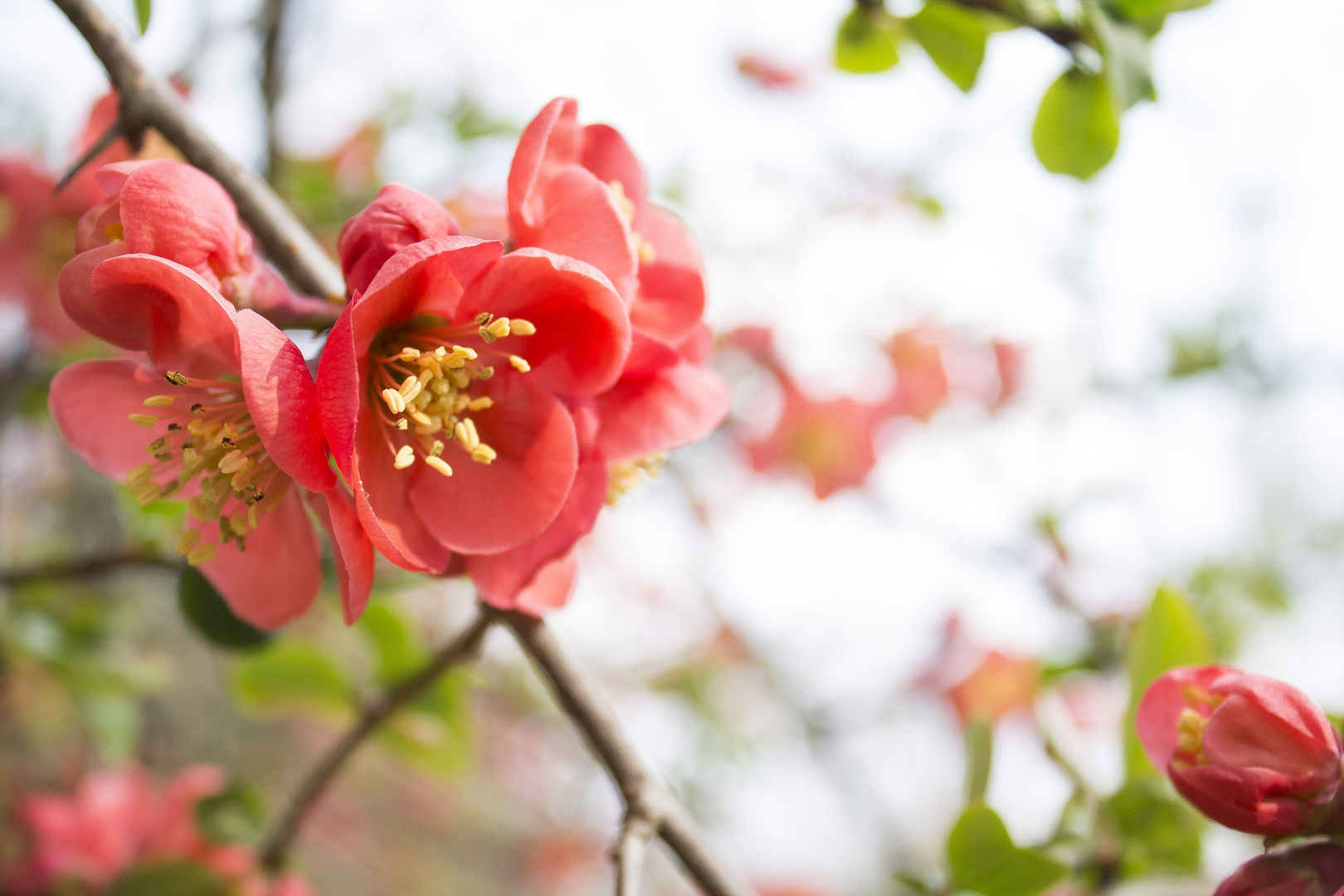 Pinke Blüte