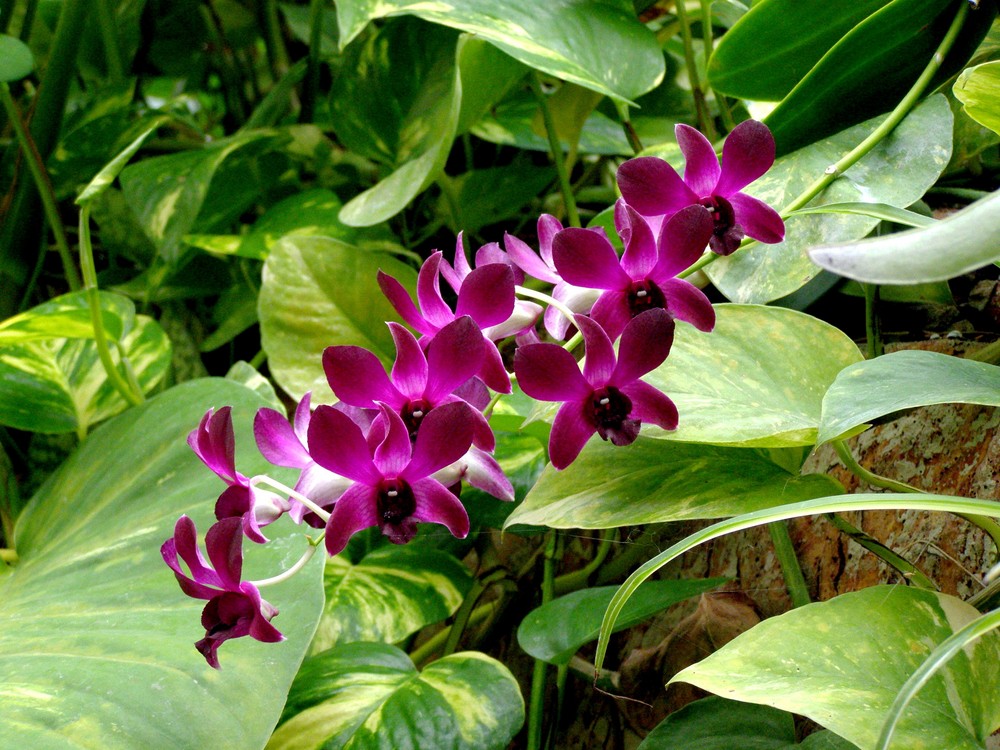 Pinke Blüte