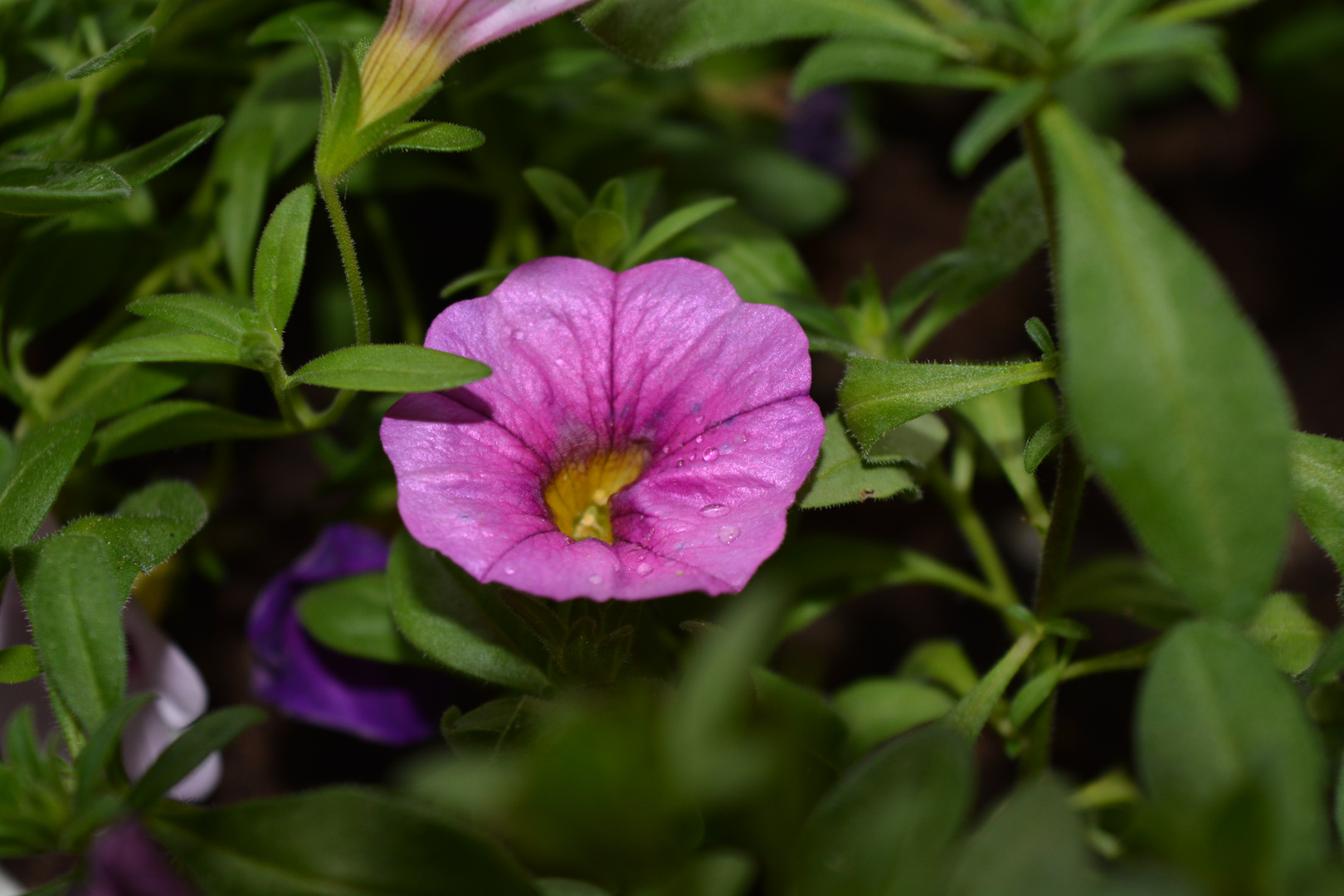 pinke Blüte