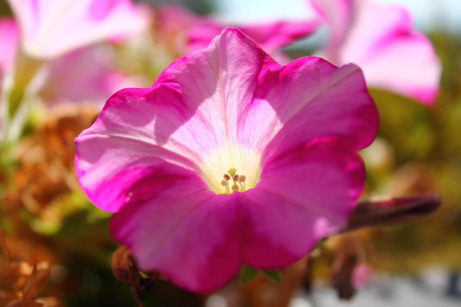 Pinke Blüte