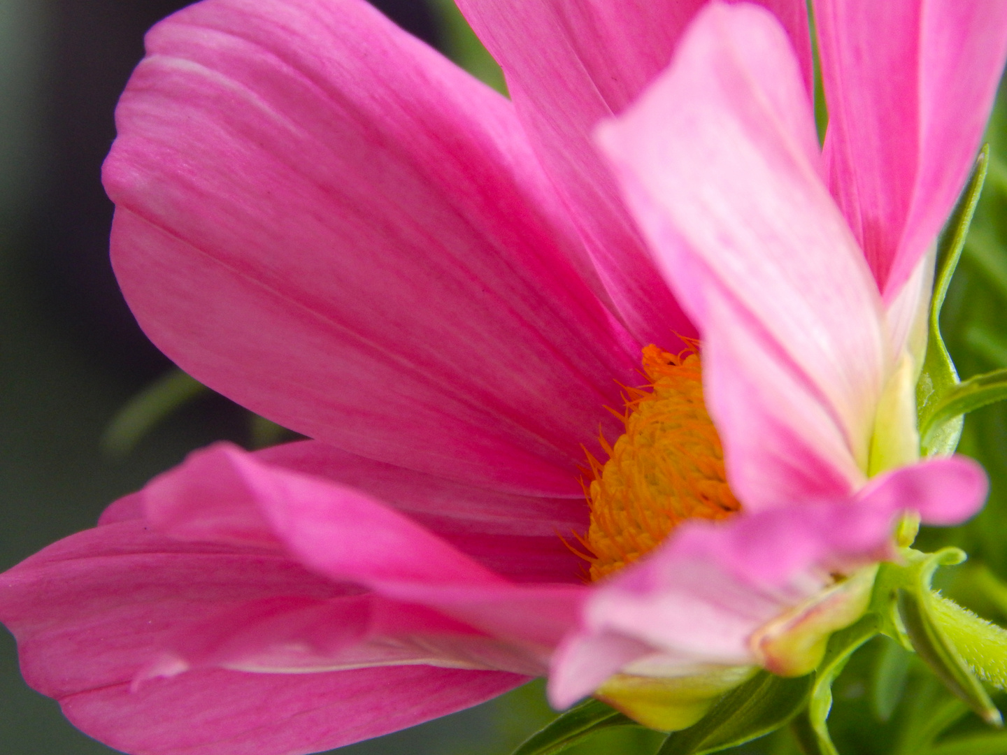 Pinke Blüte