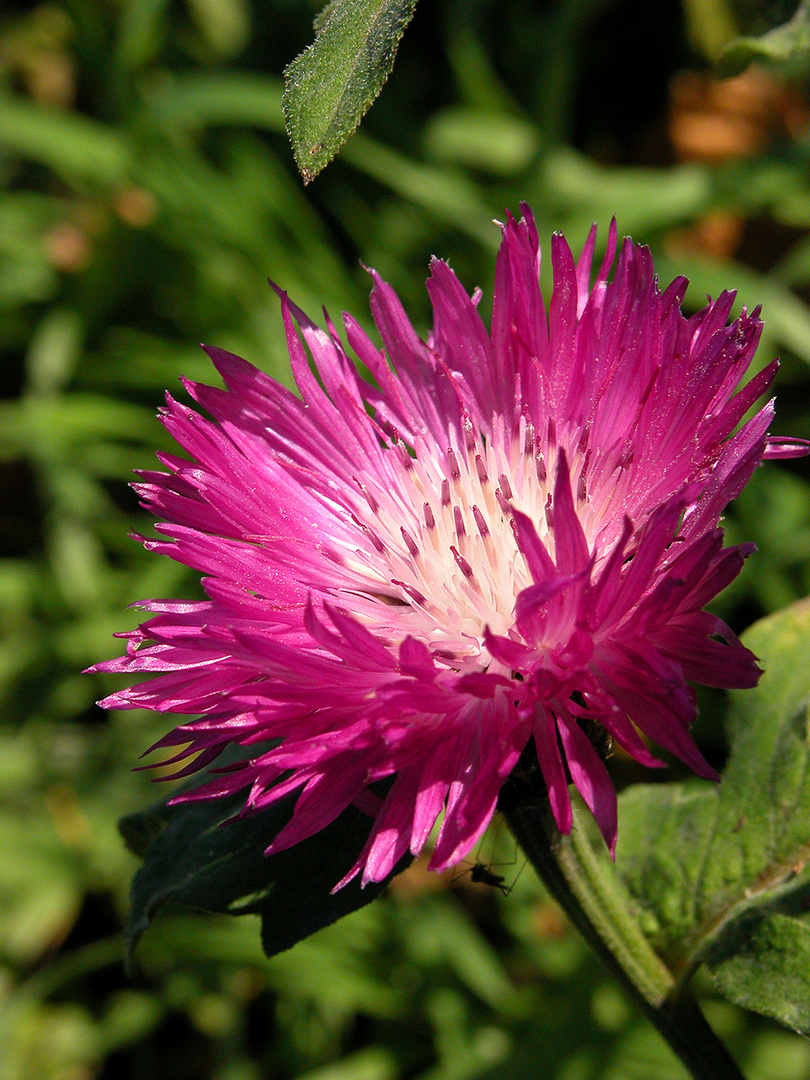 pinke Blüte Foto & Bild pflanzen, pilze & flechten, blüten
