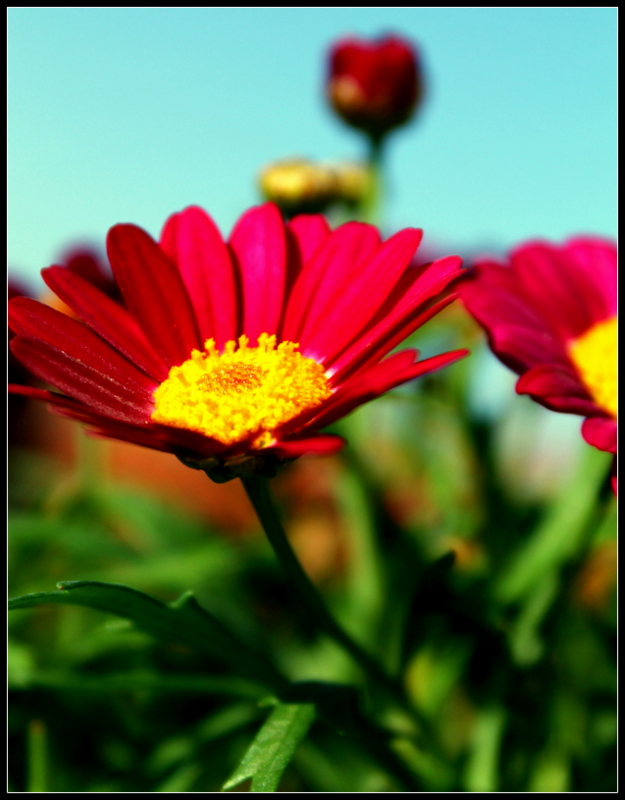 Pinke Blüte