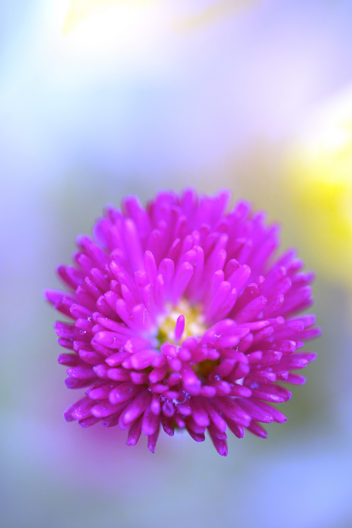 pinke Blüte auf blauem Grund