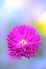 pinke Blüte auf blauem Grund