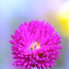 pinke Blüte auf blauem Grund