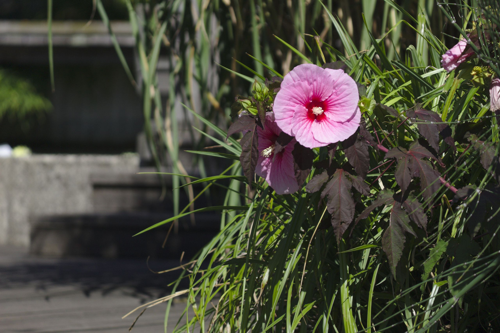 Pinke Blüte