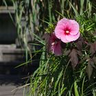 Pinke Blüte