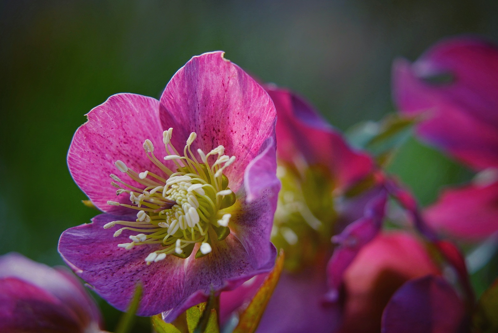 Pinke Blüte einer Christrose 