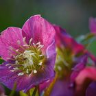 Pinke Blüte einer Christrose 