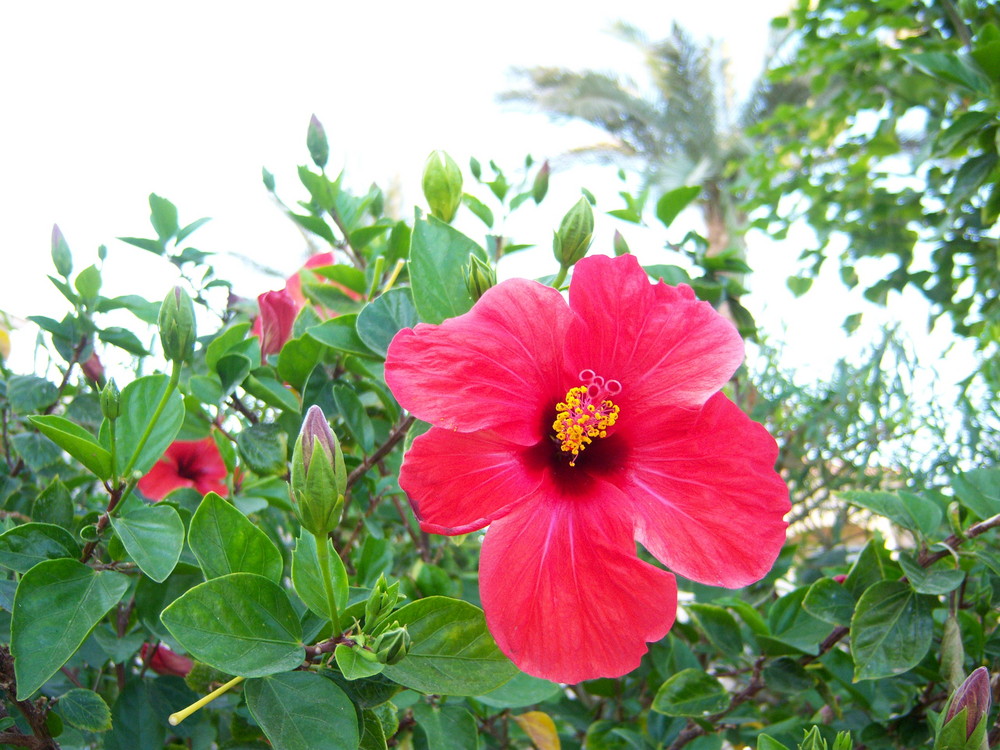 pinke Blüte