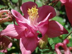 pinke Blüte