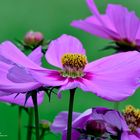 Pinke Blüte vor Grün