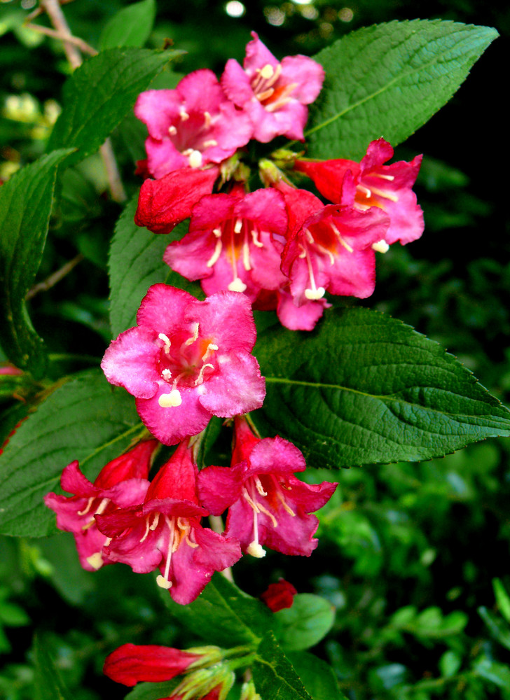 pinke Blüten