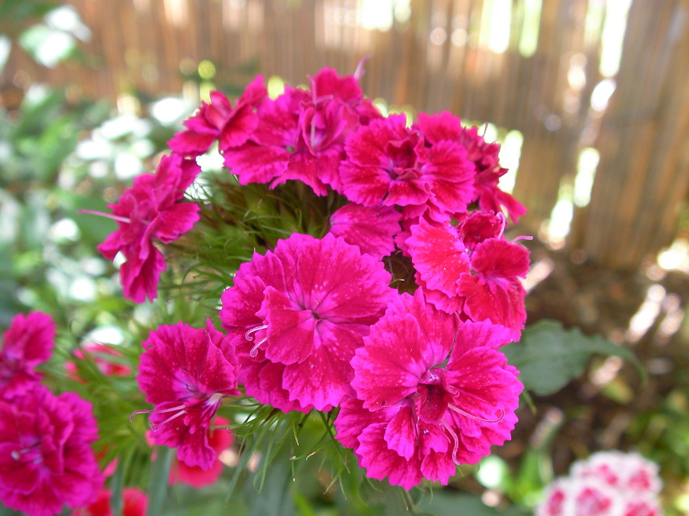 Pinke Blüten Foto & Bild pflanzen, pilze & flechten, blüten