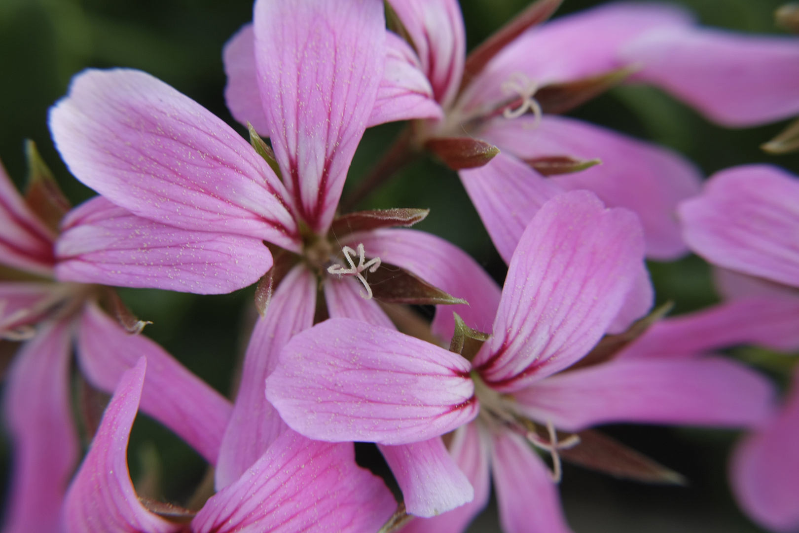 Pinke Blüten